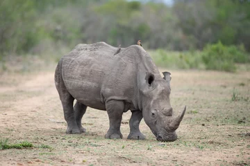 Foto op Plexiglas A White Rhino seen on a safari in South Africa © rudihulshof