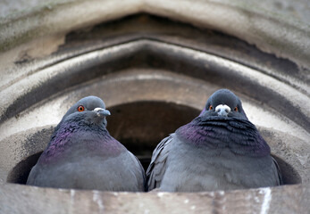 Two funny pigeons looking at the camera © Lisa Anastassiu