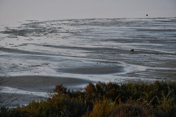 Edge of the Larnaca Salt Lake, a wetland that is a Ramsar site