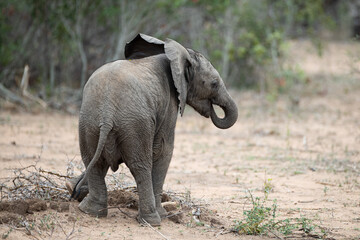 A baby Elephant seen on a safari in South Africa