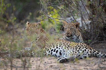 A Female Leopard and her full grown cub seen on a safari in South Africa