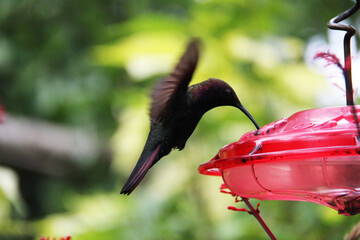 Jamaica Hummingbird at the watering hole