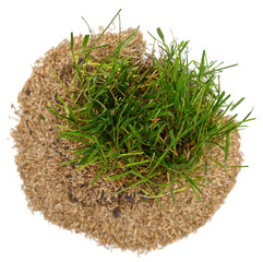 Fototapeta na wymiar Green grass and seeds.