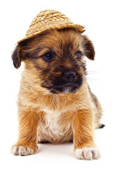 Puppy in a straw hat.