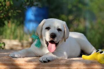 the nice sweet yellow labrador puppy on the yellow