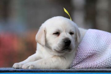 a yellow labrador puppy on the blue