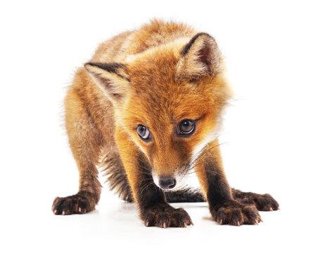 Little red fox.