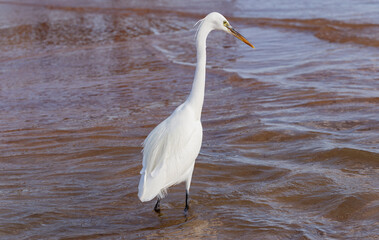 Little egret (Egretta garzetta). The white bird hunts fish in the red Sea.
