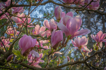 Obraz premium Gennevilliers, France - 02 27 2021: Chanteraines park. Nature in bloom in spring season. Pink magnolia in bloom