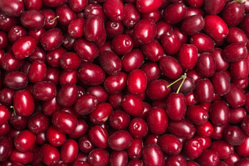 Many ripe burgundy dogwood berries, background. Summer harvested fruits, top view