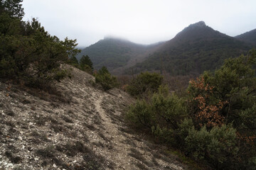 Trail without people going through winter forest. There are no leaves on trees. Sun casts a shadow from trunks on path