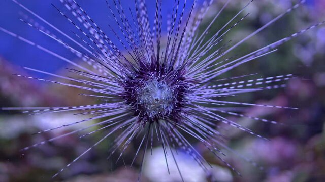 Close Up of Sea Urchin on the coral reef with blue water surface on background. Long-spine sea urchin (Diadema setosum) on tropical coral reef