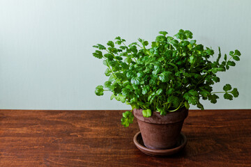 Fresh coriander herb in clay plant pot on wooden table. Growing own herbs at home.