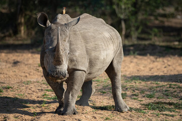 A White Rhino seen on a safari in South Africa