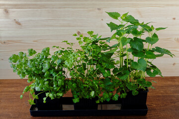 Fresh home-grown green herbs (parsley, cilantro and Mexican mint) on wooden table.