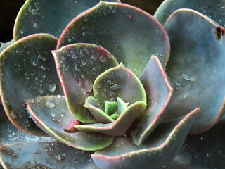 Close up photos of cactus.