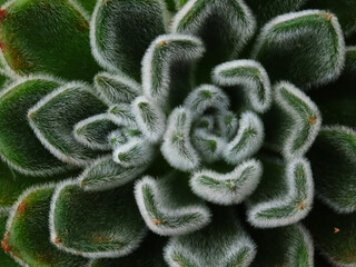 Close up photos of cactus.