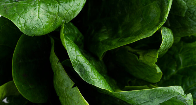 Fresh spinach background.