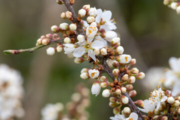 Macro shot of blackthorn (prunus spinosa) blossom in bloom