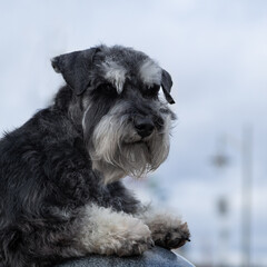 portrait of a black and white terrier