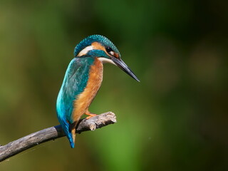 The common kingfisher (Alcedo atthis) also known as the Eurasian kingfisher in natural habitat