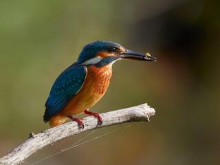 The common kingfisher (Alcedo atthis) also known as the Eurasian kingfisher in natural habitat