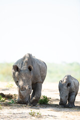 A White Rhino cow and calf seen on a safari in South Africa