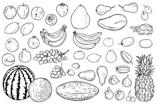 Graphic fruits .Vector  illustration.