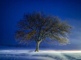 lonely tree on field during night snowfall