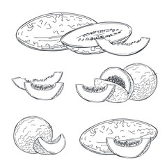 Melon. Vector  illustration.