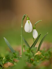 early spring flowers- white snowdrops in the forest with beautiful blurred background