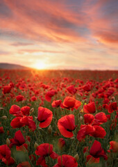 Colorful field with red poppies in the sunset light, colorful flowers against the sunset sky