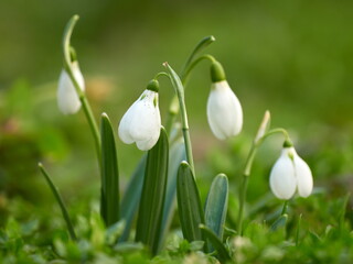 early spring flowers- white snowdrops in the forest with beautiful blurred background