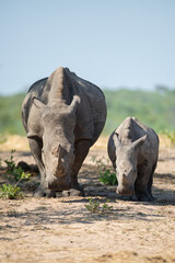 Fototapeta premium A White Rhino cow and calf seen on a safari in South Africa
