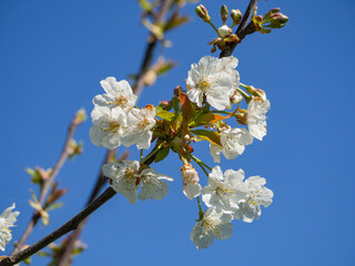 White flower tree blooming flowers in spring