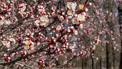 Fototapeta premium Nature in Springtime. Branch with beautiful white Spring Apricot Flowers on Tree. Nature scene with flowering apricot on blossom background. Botanical bloom concept. Blooming backdrop