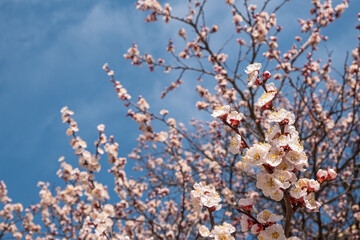 Branch with beautiful white Spring Apricot Flowers on Tree. Nature scene with flowering apricot on blossom background. Botanical bloom concept. Blooming backdrop