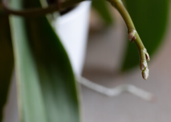 Rozwijająca się orchidea. Pączki storczyka rozwijającego się na łodydze.