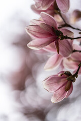 Naklejka na ściany i meble pink magnolia flowers on tree