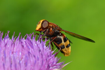 Hornet mimic hoverfly (Volucella zonaria) in natural habitat