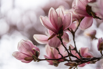 Fototapeta premium pink magnolia flowers on tree