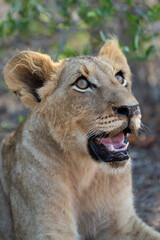 A lion cub seen on a safari in South Africa