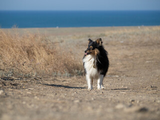 sheltie dog 