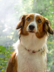 border collie dog