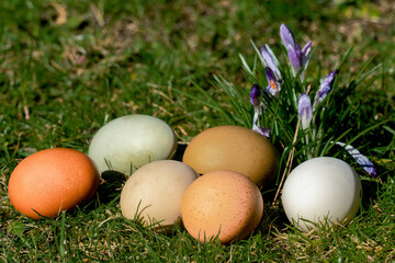 Six different coloured free range organic eggs on a lawn in spring sunshine