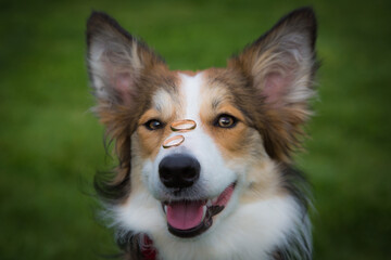 border collie dog keeps nose rings