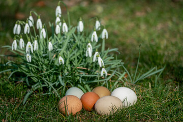 Six different coloured free range organic eggs on a lawn in spring sunshine