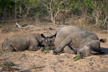 Fototapeta premium A White Rhino cow and calf seen on a safari in South Africa