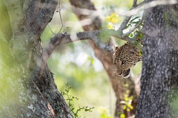A Female leopard seen in a tree on a safari in South Africa