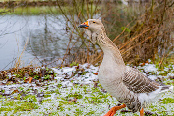 Closeup of a Greylag goose or Anser anser walking on green grass with frozen grass next to a pond, winter day in Kelmonderbos forest, cloudy day in South Limburg, Netherlands